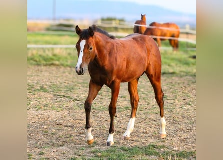 American Quarter Horse, Hengst, 2 Jaar, 155 cm, Bruin