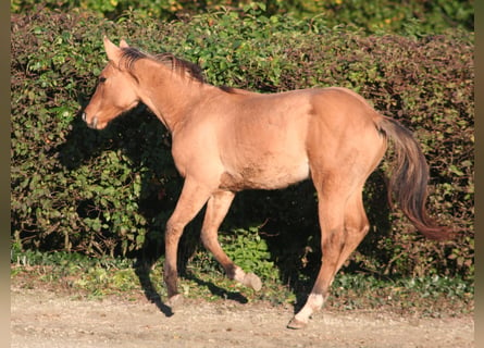 American Quarter Horse, Hengst, 2 Jaar, 155 cm, Falbe