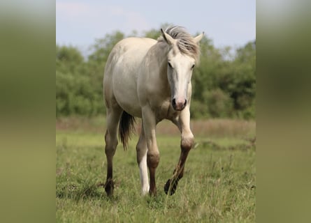 American Quarter Horse, Hengst, 2 Jaar, 160 cm, Palomino