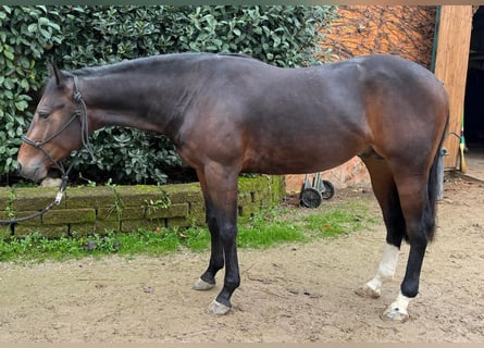 American Quarter Horse, Hengst, 2 Jaar, Bruin