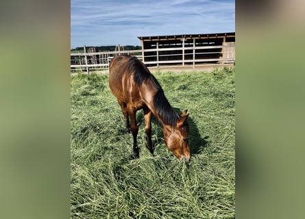 American Quarter Horse, Hengst, 2 Jaar, Donkerbruin
