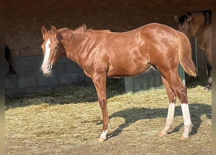 American Quarter Horse, Hengst, 2 Jaar, Donkere-vos