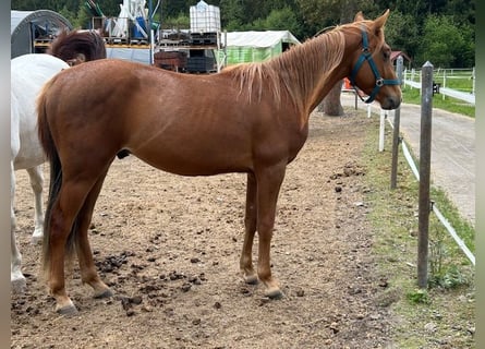American Quarter Horse, Hengst, 2 Jahre, 140 cm, Fuchs