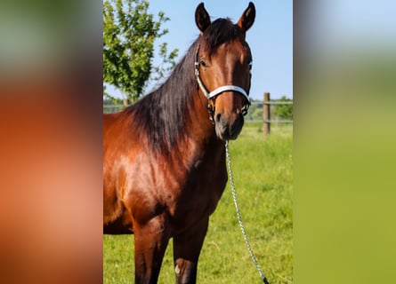 American Quarter Horse, Hengst, 2 Jahre, 142 cm, Brauner