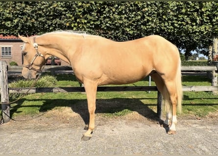 American Quarter Horse, Hengst, 2 Jahre, 145 cm, Palomino