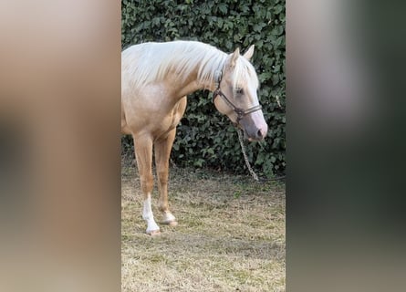 American Quarter Horse, Hengst, 2 Jahre, 146 cm, Palomino