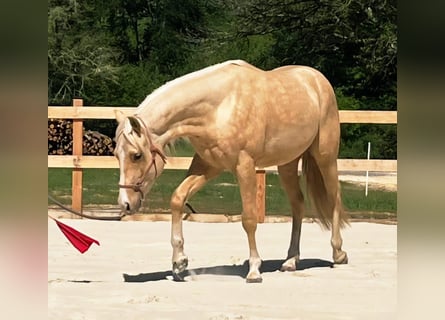 American Quarter Horse, Hengst, 2 Jahre, 147 cm, Palomino