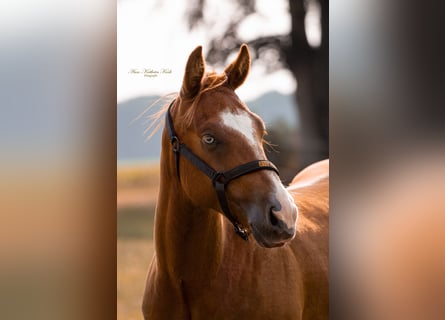 American Quarter Horse, Hengst, 2 Jahre, 148 cm, Dunkelfuchs