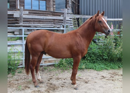American Quarter Horse, Hengst, 2 Jahre, 148 cm, Dunkelfuchs