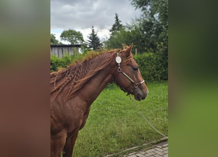 American Quarter Horse, Hengst, 2 Jahre, 148 cm, Fuchs