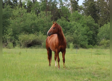 American Quarter Horse, Hengst, 2 Jahre, 148 cm, Fuchs