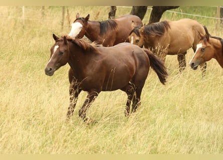 American Quarter Horse, Hengst, 2 Jahre, 148 cm