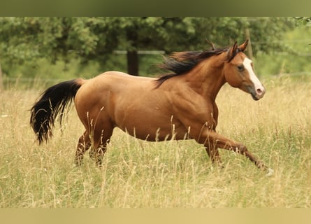 American Quarter Horse, Hengst, 2 Jahre, 150 cm, Brauner
