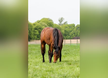 American Quarter Horse, Hengst, 2 Jahre, 150 cm, Brauner