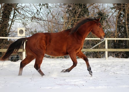 American Quarter Horse, Hengst, 2 Jahre, 150 cm, Brauner