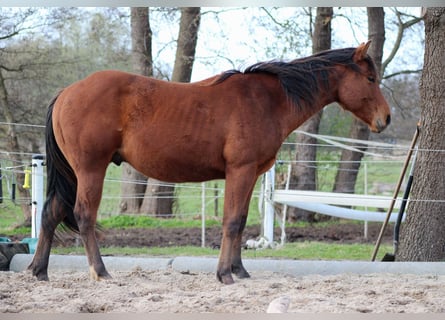 American Quarter Horse, Hengst, 2 Jahre, 150 cm, Brauner
