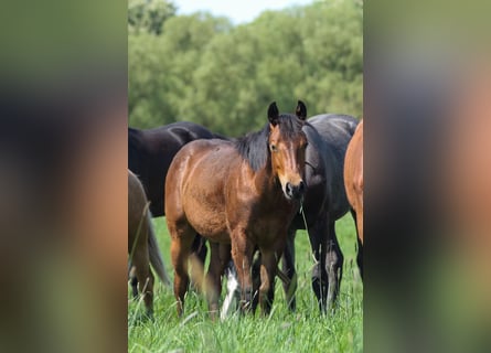 American Quarter Horse, Hengst, 2 Jahre, 150 cm, Brauner