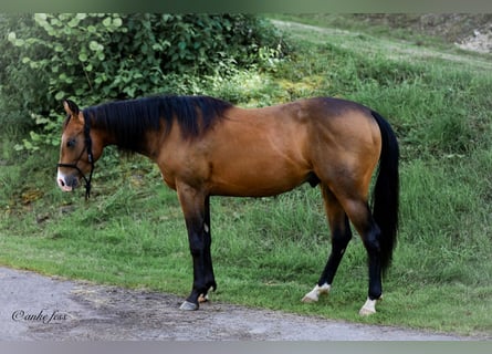 American Quarter Horse, Hengst, 2 Jahre, 150 cm, Buckskin