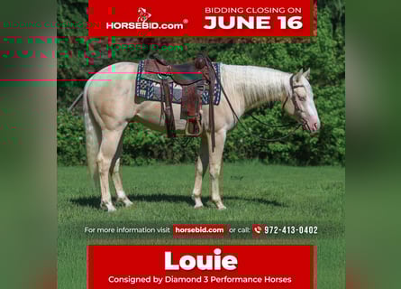 American Quarter Horse, Hengst, 2 Jahre, 150 cm, Cremello