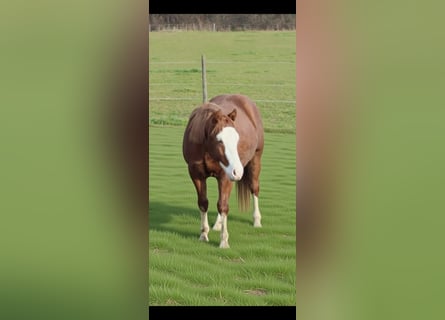 American Quarter Horse, Hengst, 2 Jahre, 150 cm, Fuchs