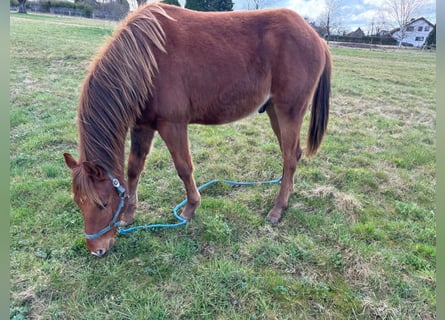 American Quarter Horse, Hengst, 2 Jahre, 150 cm, Fuchs