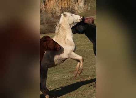 American Quarter Horse, Hengst, 2 Jahre, 150 cm, Perlino