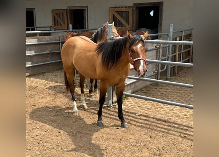 American Quarter Horse, Hengst, 2 Jahre, 150 cm, Red Dun