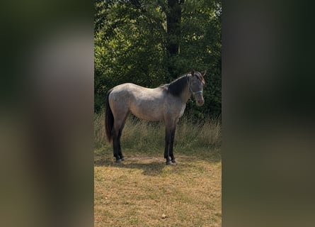 American Quarter Horse, Hengst, 2 Jahre, 150 cm, Roan-Blue