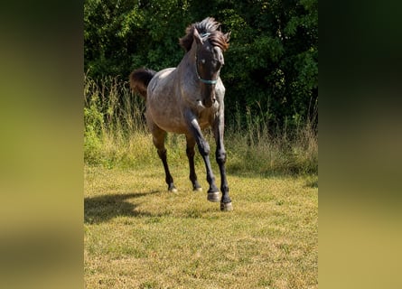 American Quarter Horse, Hengst, 2 Jahre, 150 cm, Roan-Blue