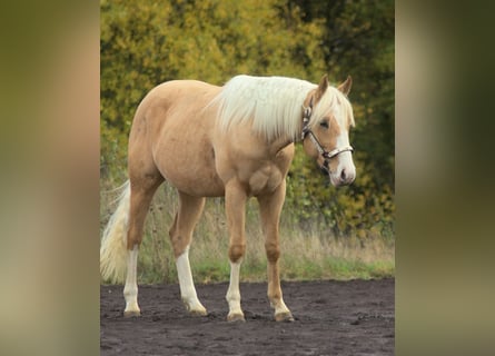 American Quarter Horse, Hengst, 2 Jahre, 152 cm, Palomino