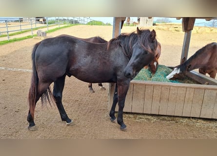 American Quarter Horse, Hengst, 2 Jahre, 153 cm, Rappe