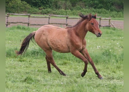 American Quarter Horse, Hengst, 2 Jahre, 154 cm, Falbe