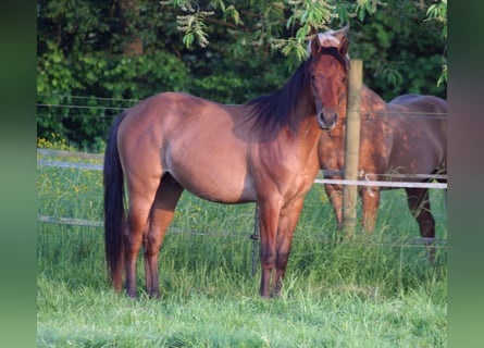 American Quarter Horse, Hengst, 2 Jahre, 154 cm, Falbe