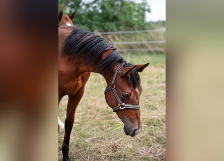 American Quarter Horse, Hengst, 2 Jahre, 155 cm, Brauner