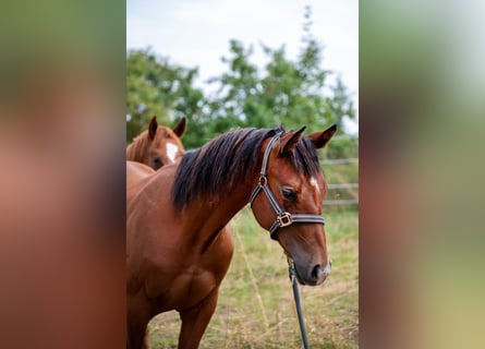 American Quarter Horse, Hengst, 2 Jahre, 155 cm, Brauner