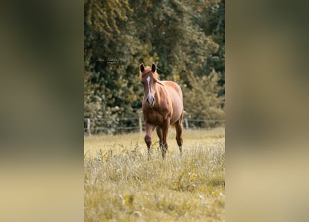 American Quarter Horse, Hengst, 2 Jahre, 155 cm, Dunkelfuchs