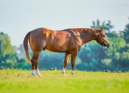 American Quarter Horse, Hengst, 2 Jahre, 155 cm, Fuchs