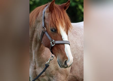 American Quarter Horse, Hengst, 2 Jahre, 155 cm, Roan-Red
