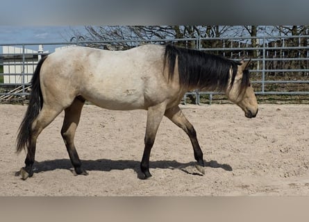 American Quarter Horse, Hengst, 2 Jahre, 158 cm, Buckskin