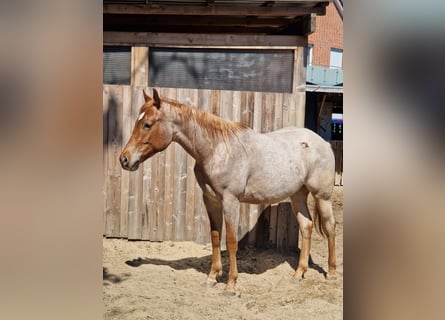 American Quarter Horse, Hengst, 2 Jahre, 160 cm, Roan-Red