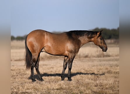 American Quarter Horse, Hengst, 2 Jahre, Falbe