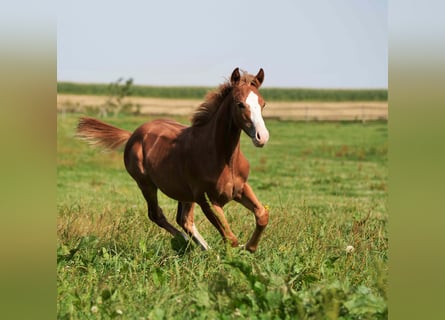 American Quarter Horse, Hengst, 2 Jahre, Fuchs