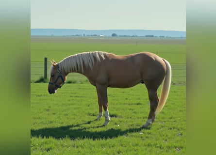 American Quarter Horse, Hengst, 2 Jahre, Palomino