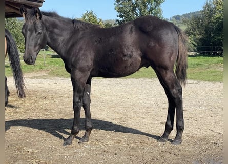 American Quarter Horse, Hengst, 2 Jahre, Rappe