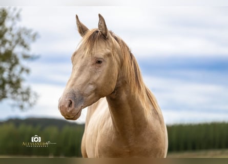 American Quarter Horse, Hengst, 3 Jaar, 145 cm, Champagne