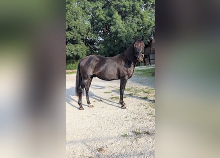 American Quarter Horse, Hengst, 3 Jaar, 147 cm, Zwart