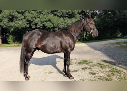 American Quarter Horse, Hengst, 3 Jaar, 147 cm, Zwart