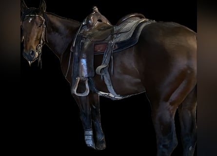 American Quarter Horse, Hengst, 3 Jaar, 149 cm, Brauner