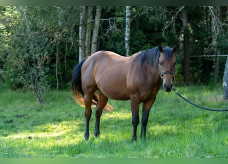 American Quarter Horse, Hengst, 3 Jaar, 150 cm, Bruin