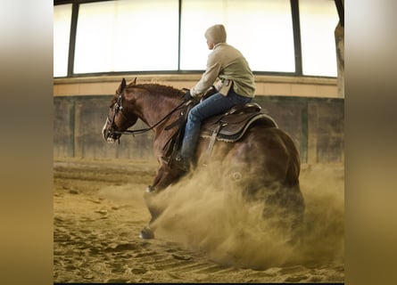 American Quarter Horse, Hengst, 3 Jaar, 150 cm, Vos